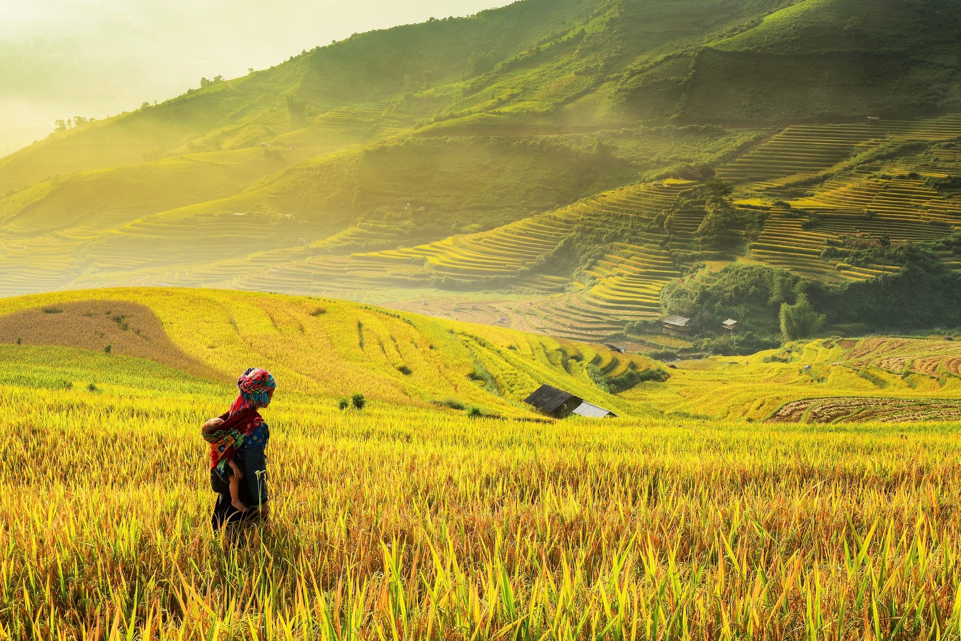 Sapa
